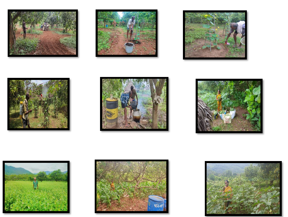 Cost benefit analysis multi  Intercrop model plot in Cashew